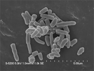 Rhodococcus erythropolis PR4 photo