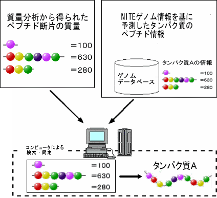 目的タンパク質の同定