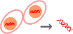 図１－１生物からのDNAの抽出