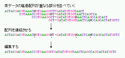 図２－５アッセンブルの操作（素データの塩基配列が重なる部分を並べて塩基配列を連結させ、編集する）