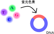 図２－１DNAへの蛍光色素の導入イメージ