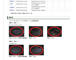 画像:Staphylococcus 属細菌のコアグラーゼ産生能