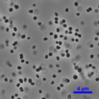 Sulfolobus tokodaii NBRC 100140