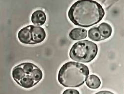 Saccharomyces　cerevisiae NBRC 0216