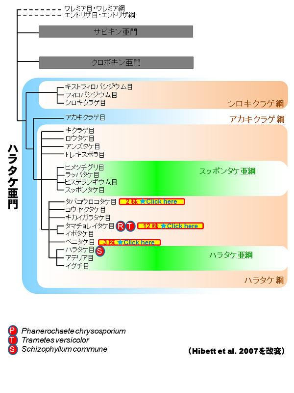 担子菌類(Basidiomycota)リスト