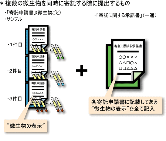 複数の微生物を同時に寄託する際に提出する物を記した図。微生物ごとに“微生物の表示”が記載された「寄託申請書」とサンプルを用意し、申請時に提出する「寄託に関する承諾書」（一通）には各寄託申請書に記載してある“微生物の表示”を全て記入する。