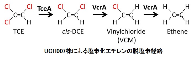 嫌気性塩素化エチレン脱塩素菌の脱塩素経路