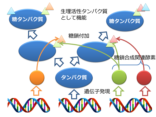 糖タンパク質と糖鎖合成関連酵素の図