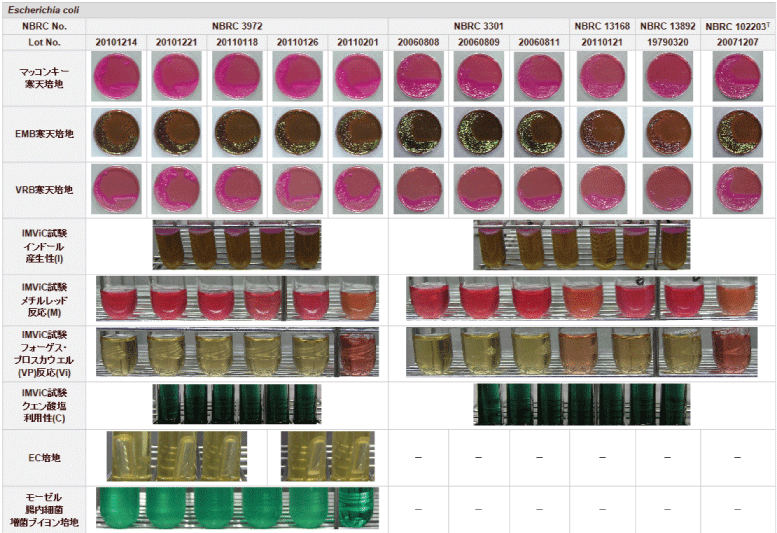 培地上での性状調査結果画像 Escherichia coli