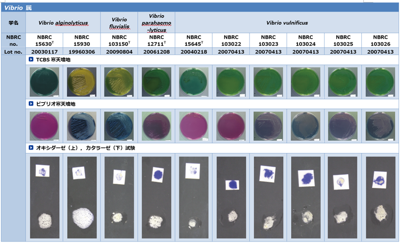 食品衛生検査指針に基づく性状試験結果 Vibrio 属