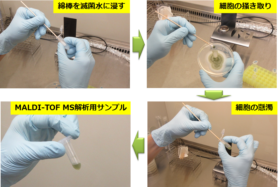 糸状菌細胞の調製