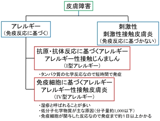 皮膚障害は免疫反応に基づくアレルギー性接触皮膚炎と免疫反応に基づかない刺激性接触皮膚炎の２種類に分けられる。アレルギー性接触皮膚炎は、抗原・抗体反応に基づくアレルギー性接触じんましん（Ⅰ型アレルギー）と免疫細胞に基づくアレルギー性接触皮膚炎（Ⅳ型アレルギー）に分けられる。Ⅰ型アレルギーはタンパク質の化学反応なので短時間で発症する。Ⅳ型アレルギーは湿疹と呼ばれることが多く、分子量約1000以下の低分子化学物質が主な原因で、免疫細胞が関与した反応なので発症までに約１日以上かかる。