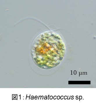 画像_Haematococcus